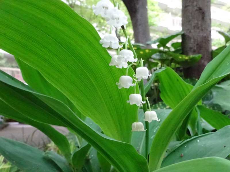 The German Lily of the valley