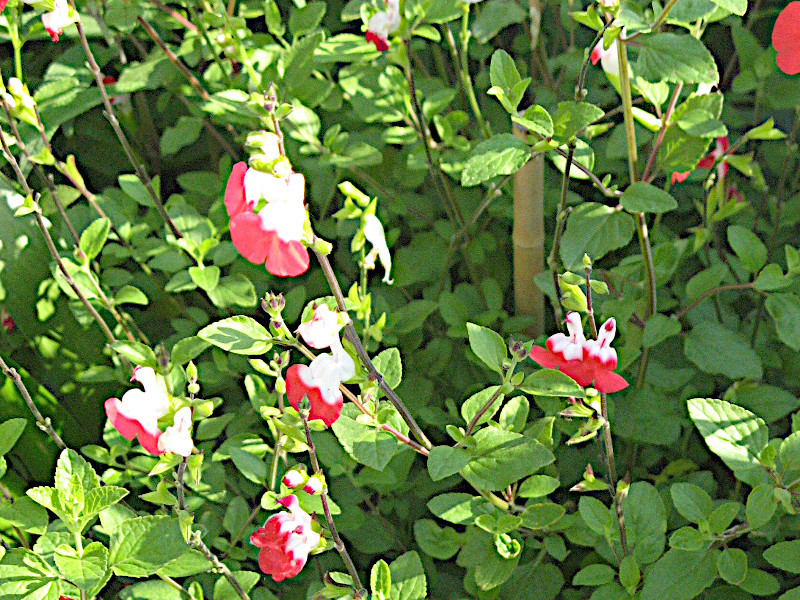 サルビア ミクロフィラ ホットリップス Salvia Microphylla Hot Lips かぎけん花図鑑