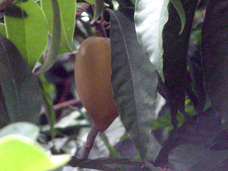 Manilkara zapota