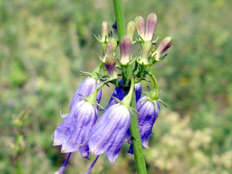 沙参 Adenophora Triphylla Var Japonica 科技研花图画书