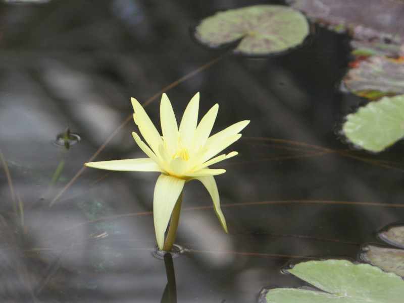The tropical water lily 'Eldorado'