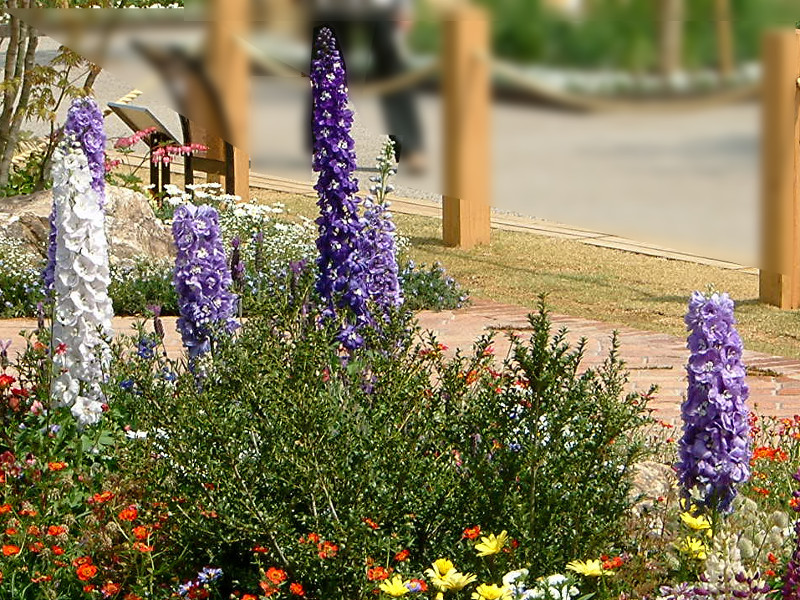 デルフィニウム Delphinium Cultorum かぎけん花図鑑