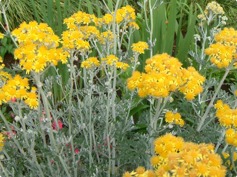 シロタエギク Senecio Cineraria かぎけん花図鑑