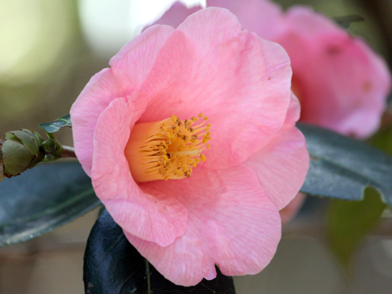 Camellia Tosauraku