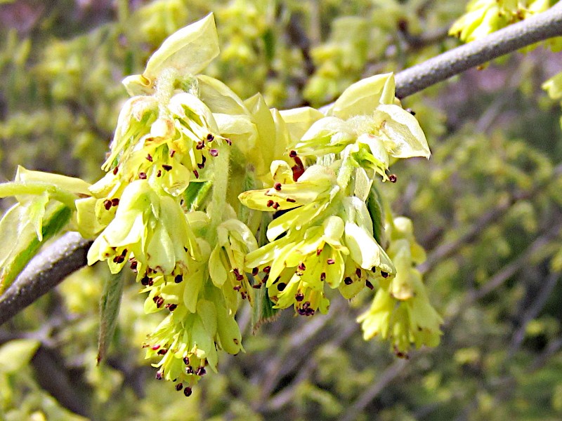 Corylopsis spicata