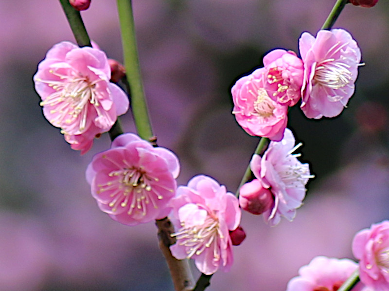 梅花 八重寒红 Prunus Mume Yae Kankou 科技研花图画书