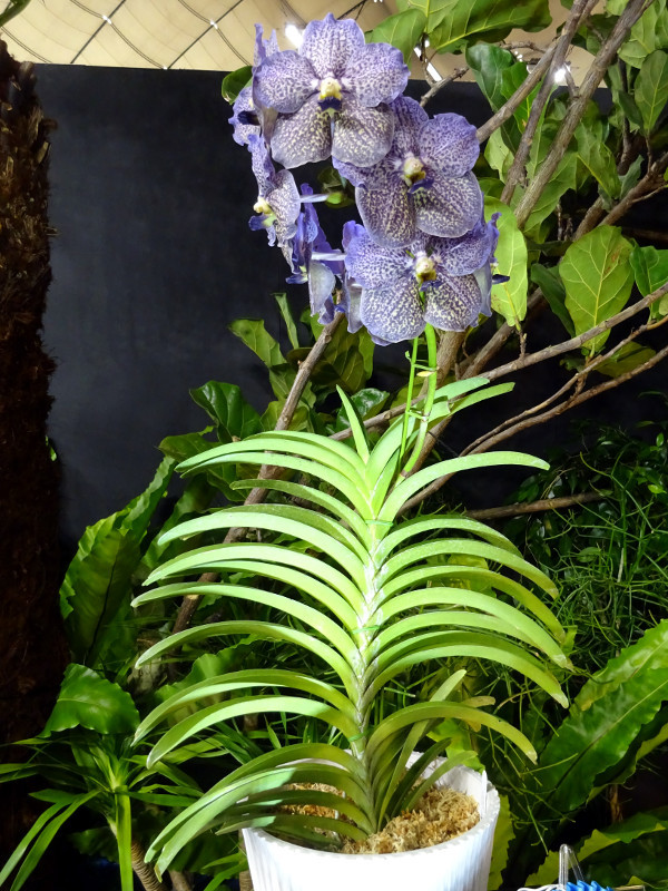 Vanda Trevor-rathbone 'Back panther'