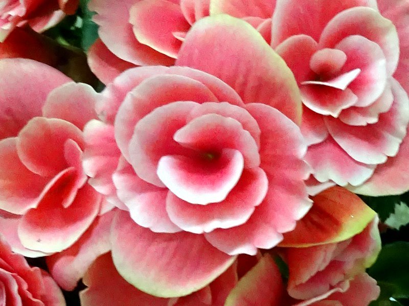 Riegers begonia 'borias' | B. h. h. cv. borias | Flower Database