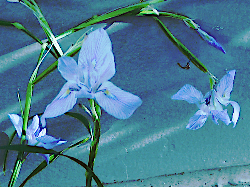 Blue flowers in December