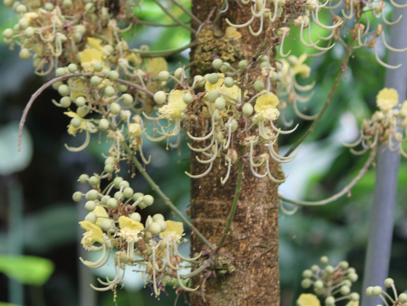 Swartzia pinnata