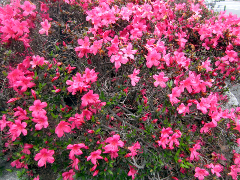 サツキ Rhododendron Indicum かぎけん花図鑑