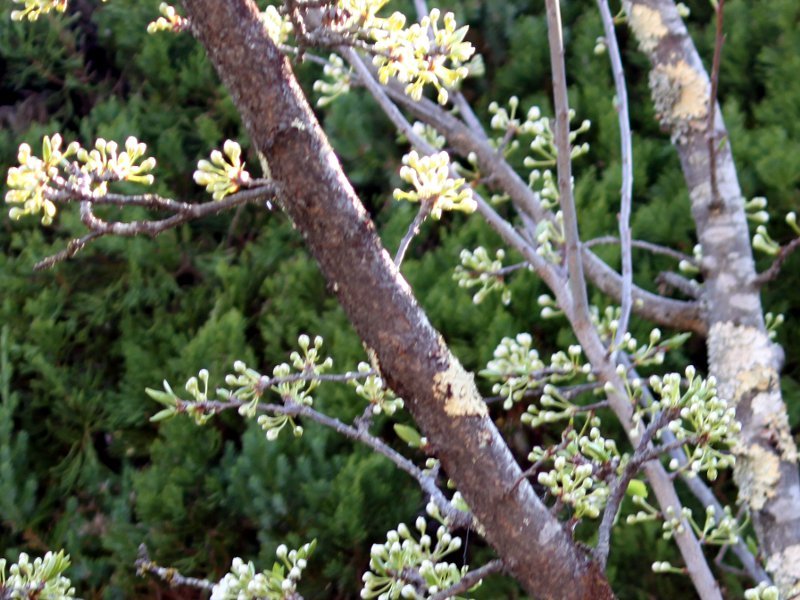 Plum tree