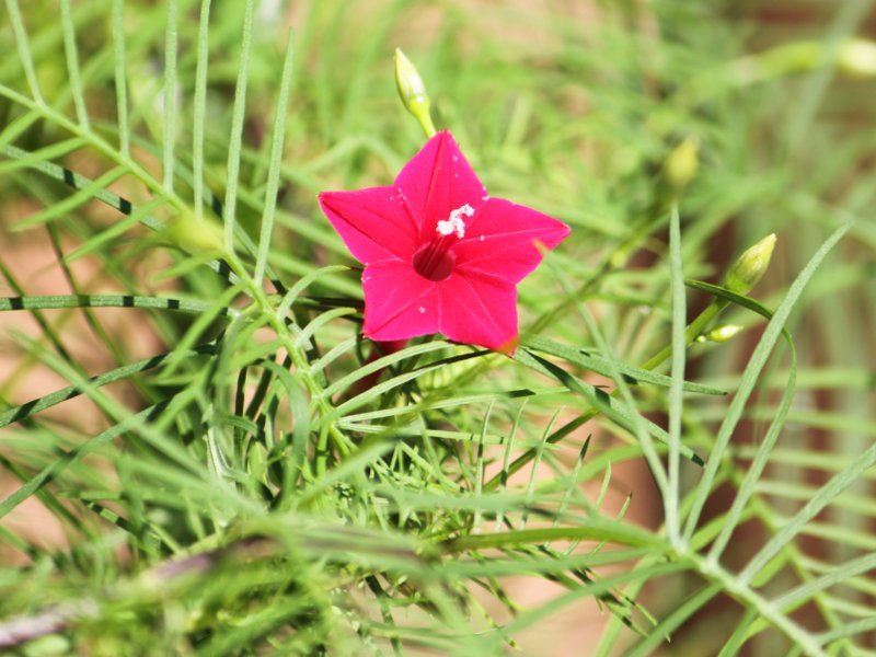 ルコウソウ Ipomoea Quamoclit かぎけん花図鑑