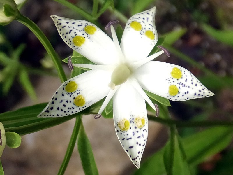 Double-spotted Swertia