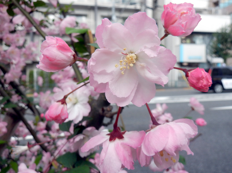 Hall crabapple