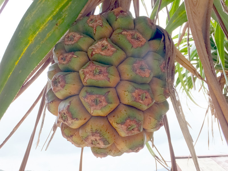 Pandanus boninensis