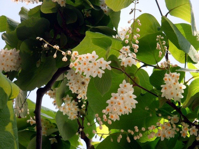 Styrax obassia