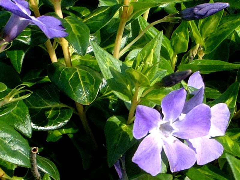 小蔓长春花 Vinca Minor 科技研花图画书