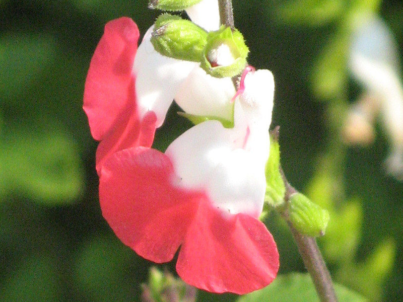 サルビア ミクロフィラ ホットリップス Salvia Microphylla Hot Lips かぎけん花図鑑