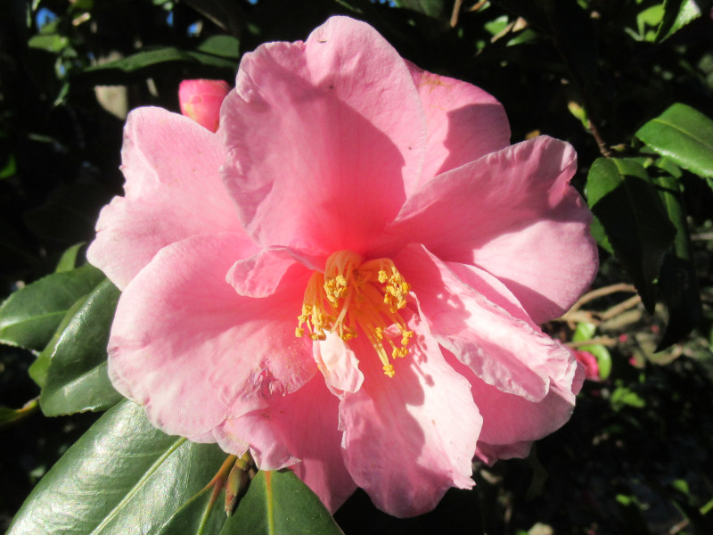 Camellia sasanqua