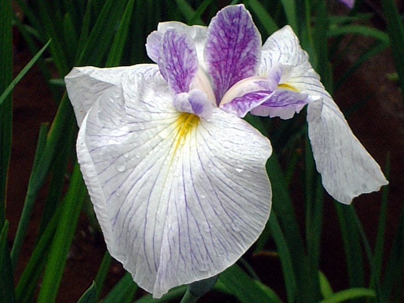 Japanese Iris 'Okubanri'