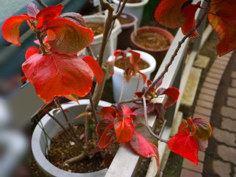 Acalypha wilkesiana 'wilkesiana'