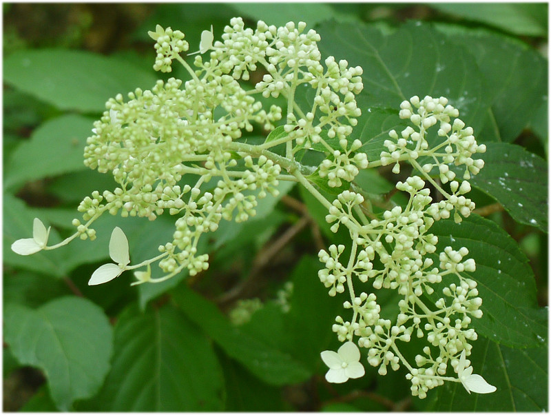 Hydrangea paniculata 