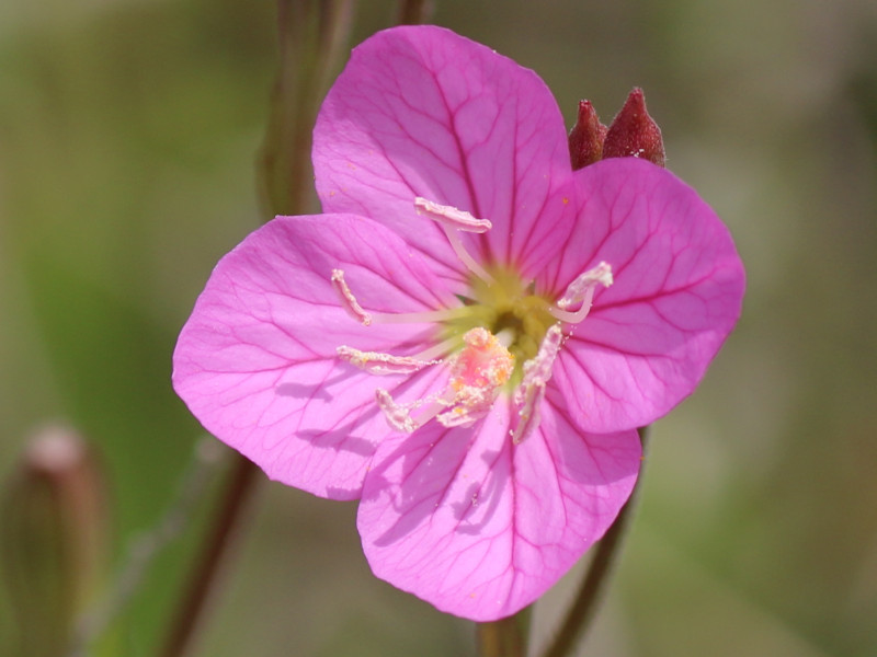 ユウゲショウ Oenothera Rosea かぎけん花図鑑