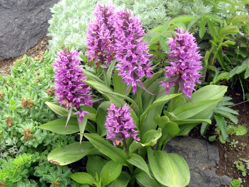 芒尖掌裂兰 Dactylorhiza Aristata 科技研花图画书