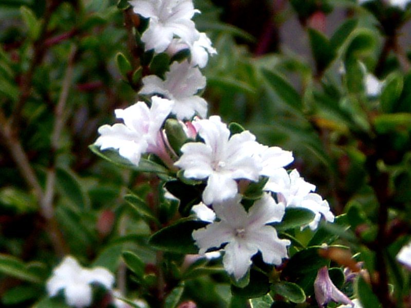 ハクチョウゲ Serissa Japonica かぎけん花図鑑