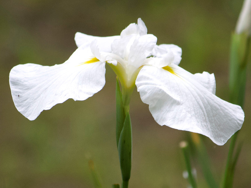 花菖蒲 松ヶ枝 Iris Ensata Var Matsugae かぎけん花図鑑