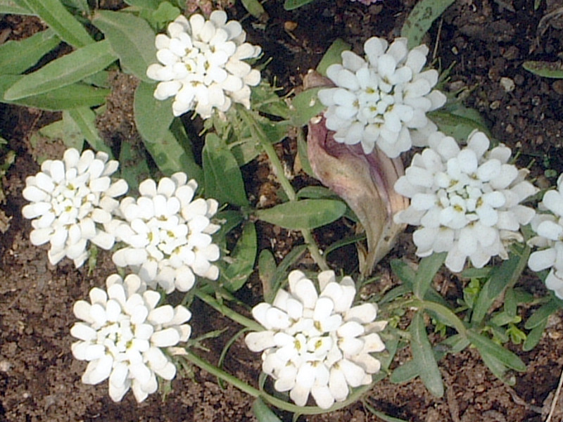 イベリス Iberis Sempervirens かぎけん花図鑑