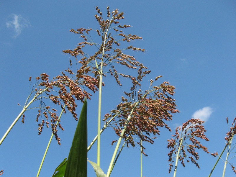 Sorghum bicolor