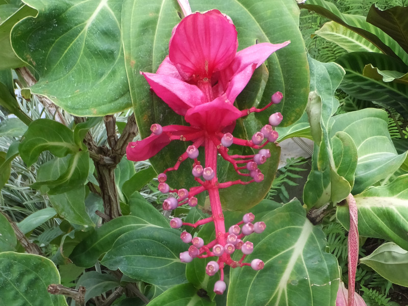 Medinilla magnifica