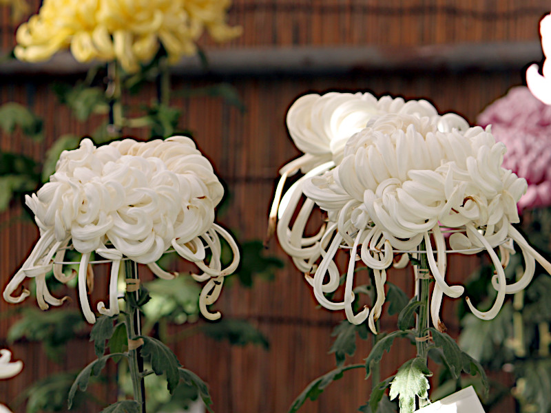 菊花展の⑩大掴み（奥州菊）  かぎけん花図鑑