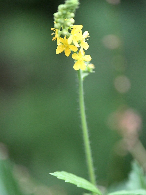 Agrimonia japonica