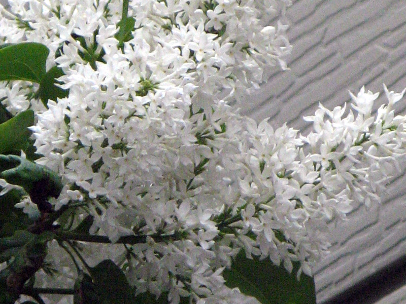 五月の白花1　ライラック（Lilac）