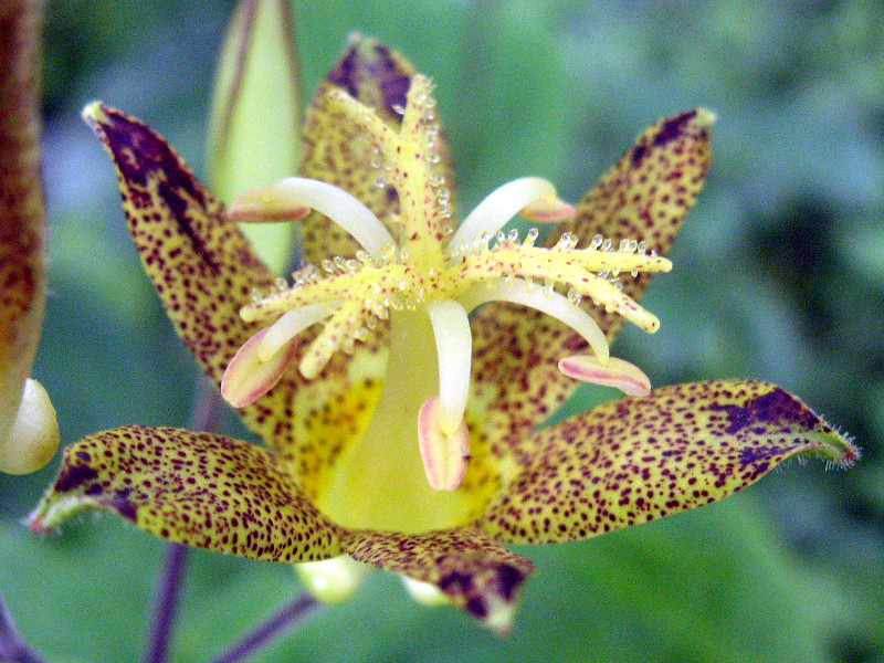 タマガワホトトギス | Tricyrtis latifolia | かぎけん花図鑑