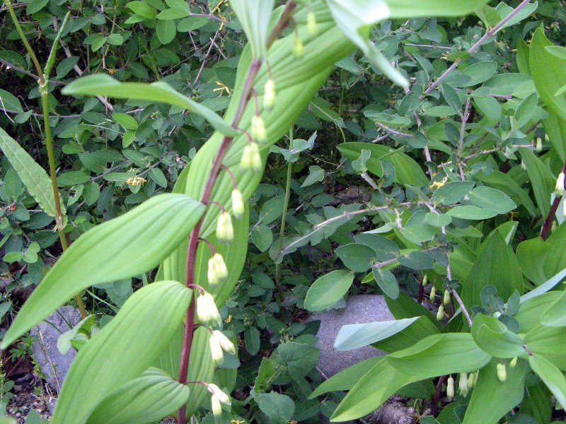 アマドコロ Polygonatum Odoratum かぎけん花図鑑