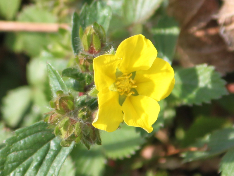 Potentilla fragarioides 'major"