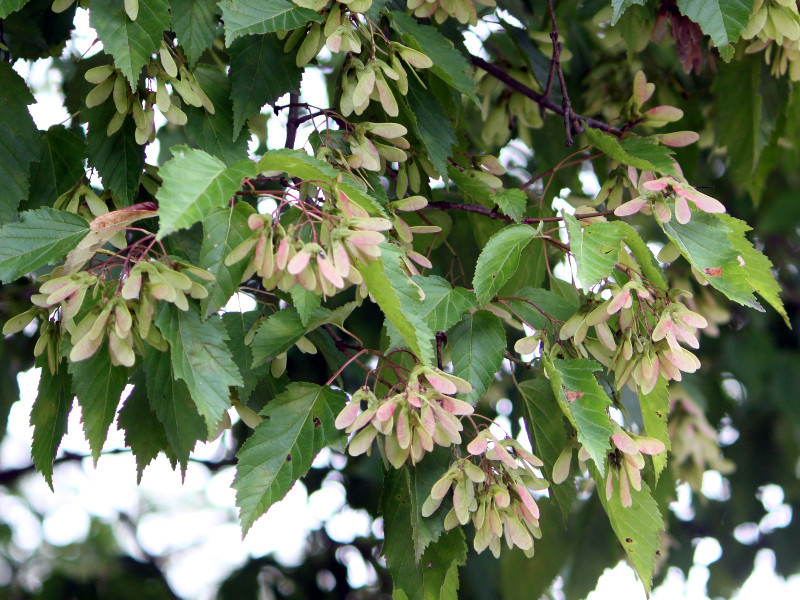 Acer aidzuense