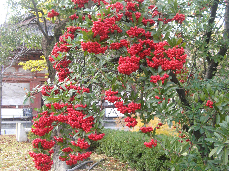 ピラカンサ Pyracantha バラ科 実物 常緑樹 現品 盆栽 花物 観賞用 至高 花物