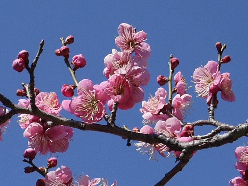 Prunus mume 'Michishirube'