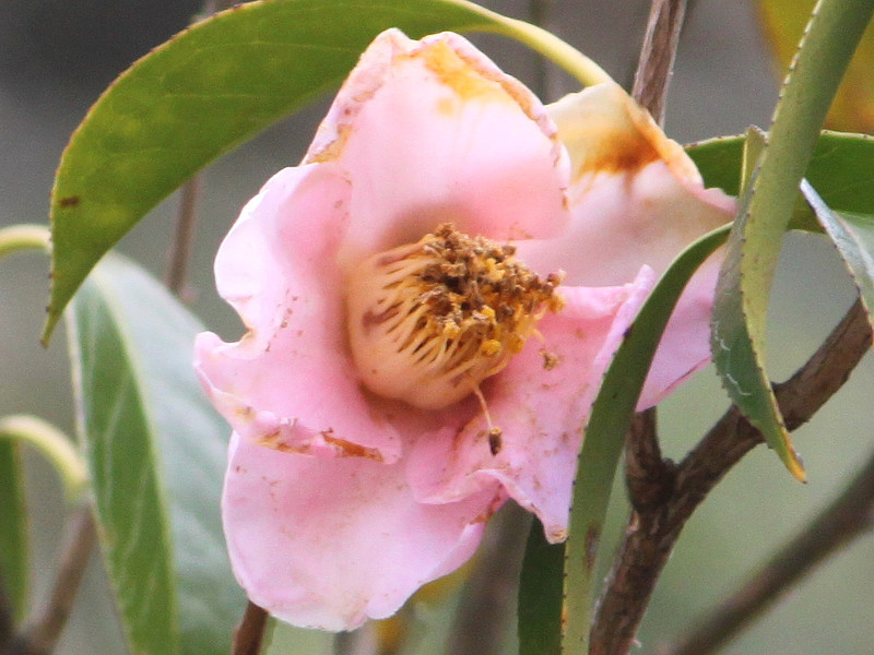 椿 あやめ鳥 | Camellia japonica cv. ayamedori | かぎけん花図鑑