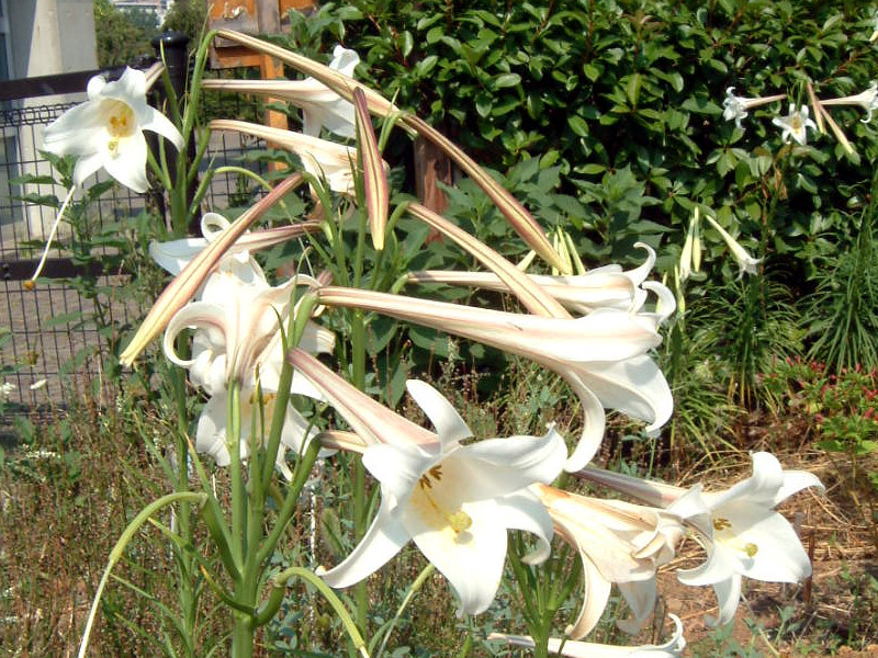 Lilium formosanum 