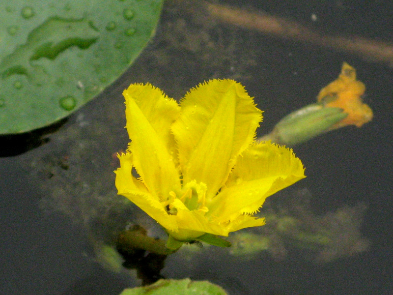 Nymphoides peltata