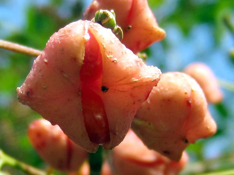 Euonymus hamiltonianus