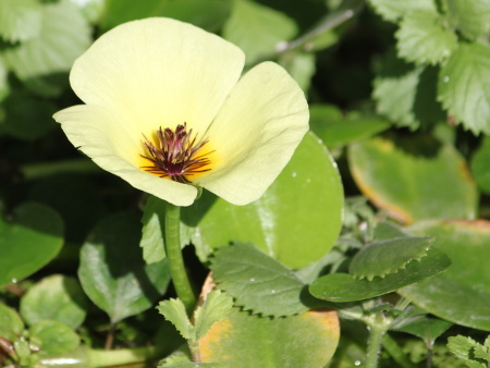 waterpoppy