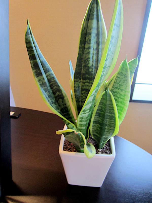 Snake Plant