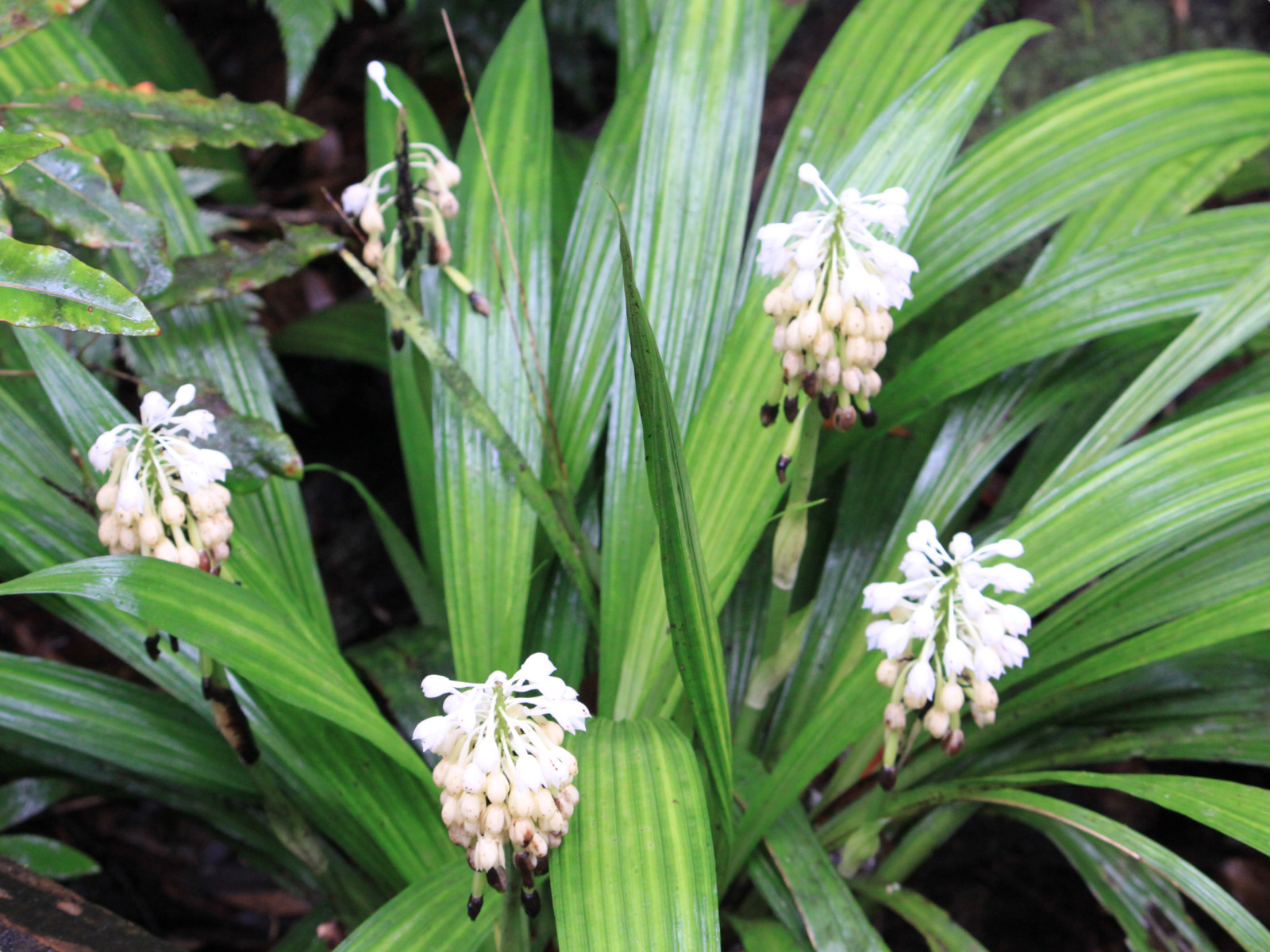 Calanthe hololeuca